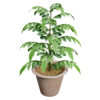 02 - Curry Leaf potted leaves (Vegetable plant) z54 sa