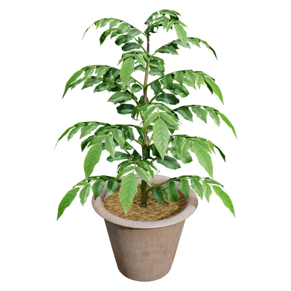 02 - Curry Leaf potted leaves (Vegetable plant) z54 sa