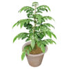 03- Flowering CURRY LEAF z56