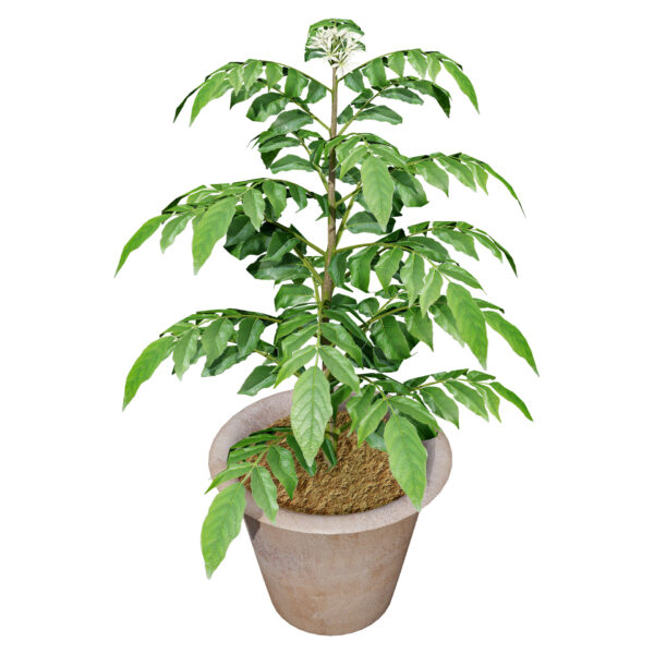 03- Flowering CURRY LEAF z56