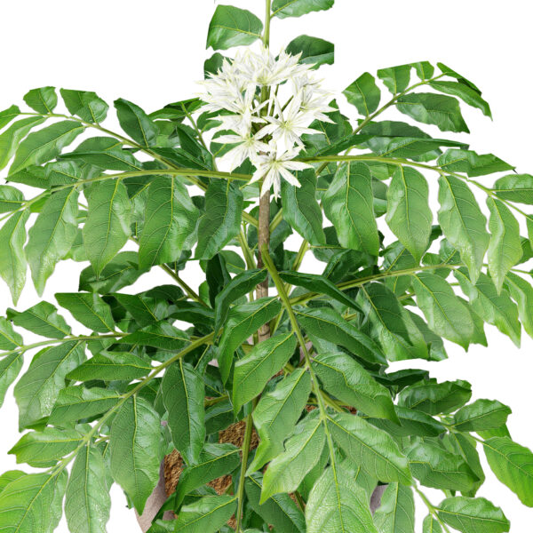 03- Flowering CURRY LEAF z56ws
