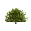 1 Moroccan Quercus canariensis (Algerian Oak) second veriation 2