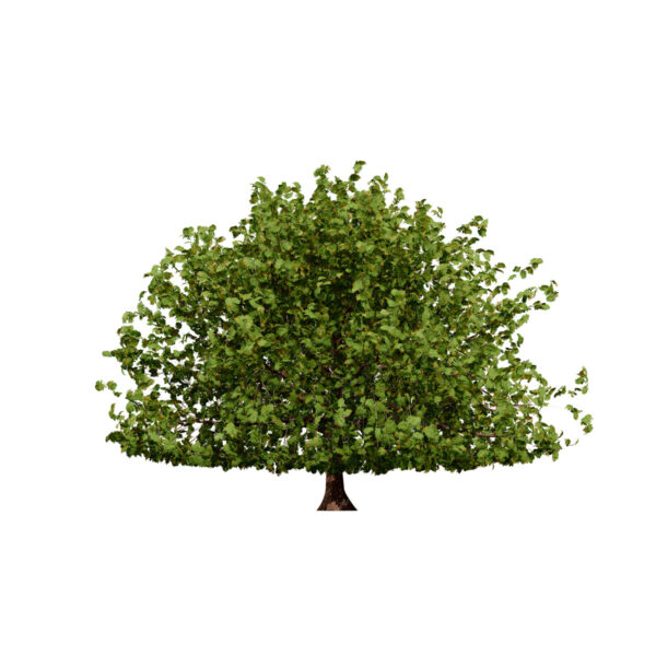 1 Moroccan Quercus canariensis (Algerian Oak) second veriation 2