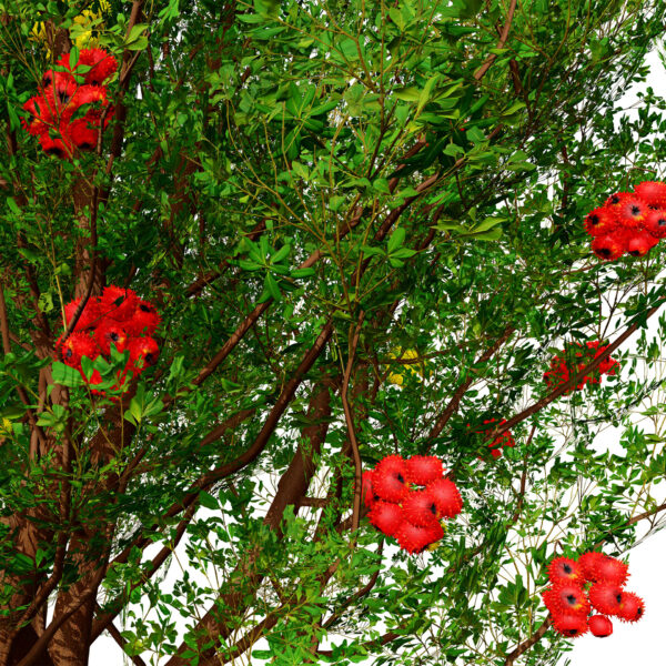 ARBUTUS z54