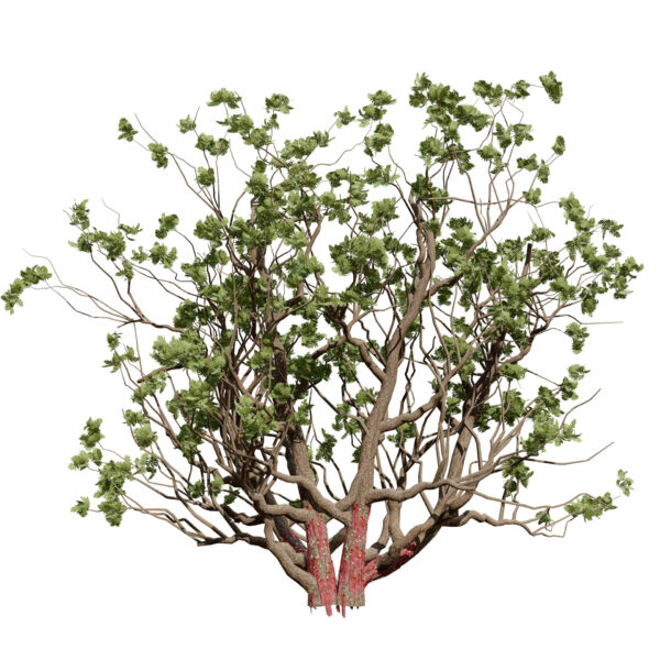 Arabian Boswellia sacra Luban tree first variation