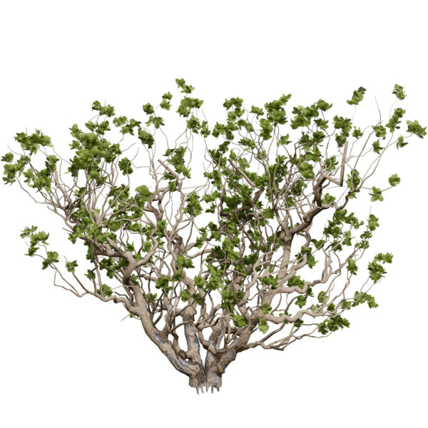 Arabian Boswellia sacra Luban tree second variation