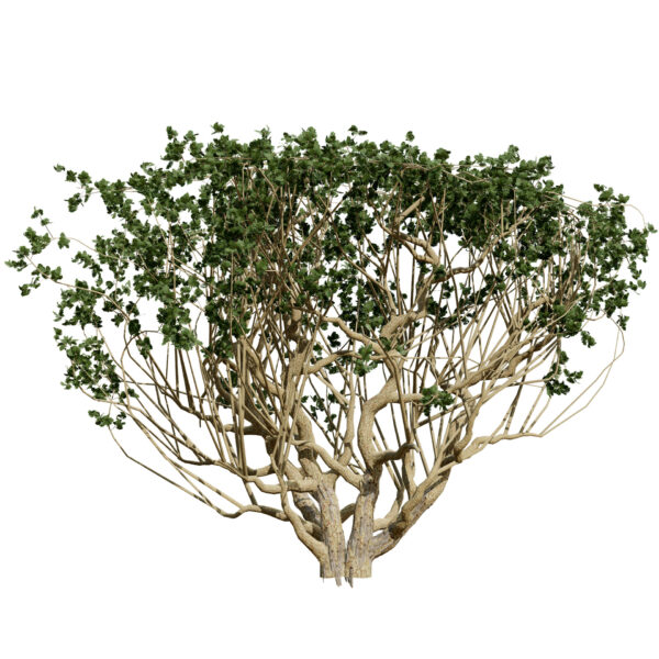 Arabian Boswellia sacra Luban tree third variation