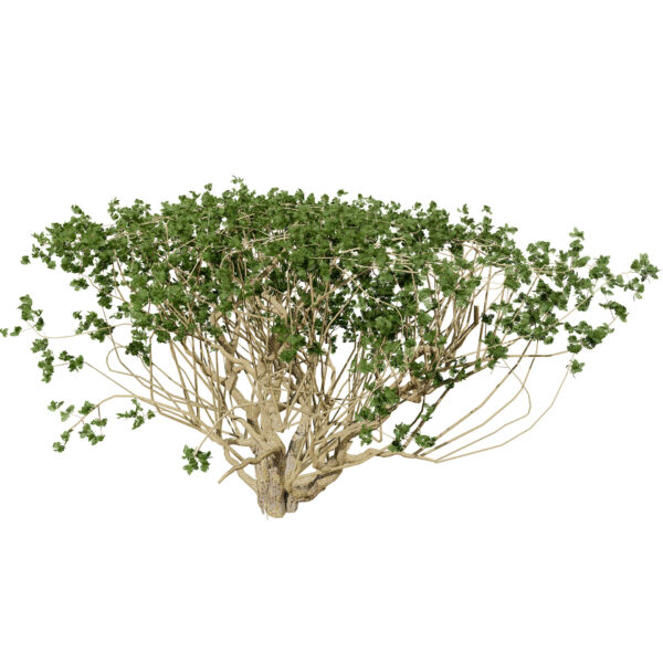 Arabian Boswellia sacra Luban tree third variation Z45