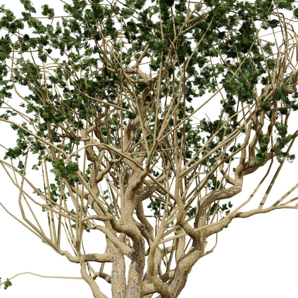 Arabian Boswellia sacra Luban tree third variation Z5487