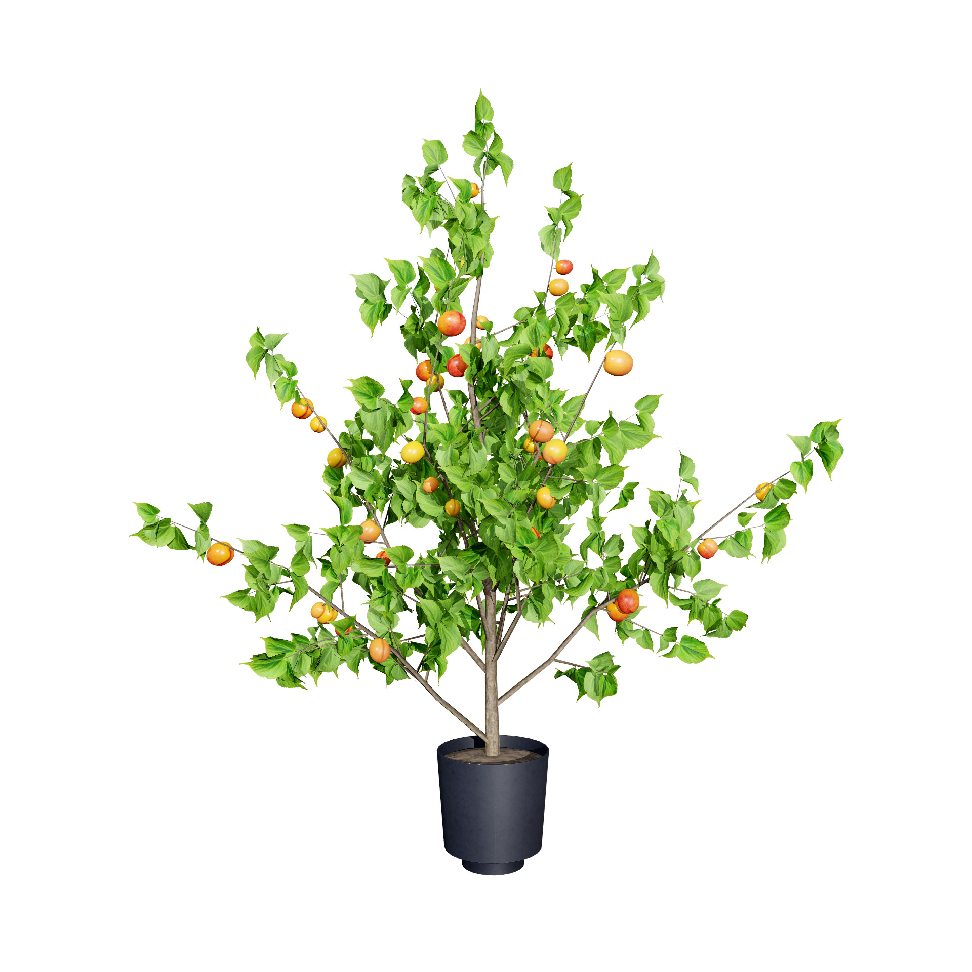 British Apricot ‘Flavorcot’ Tree 3D Model - mehrazvira.com