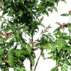 CURRY LEAF TREE1
