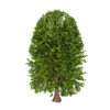 Moroccan Quercus canariensis (Algerian Oak) first veriation