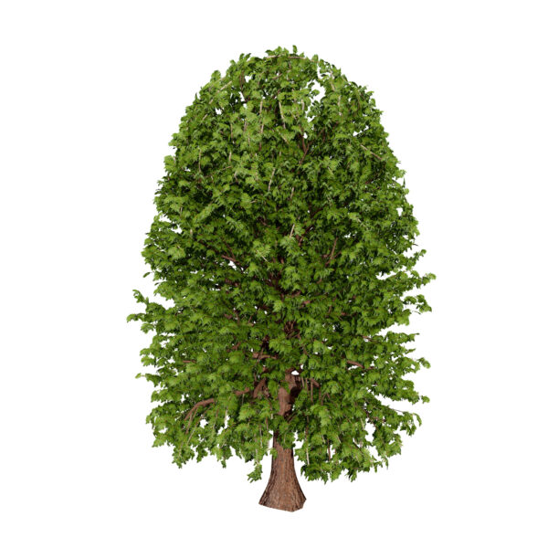 Moroccan Quercus canariensis (Algerian Oak) first veriation