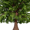 Moroccan Quercus canariensis (Algerian Oak) first veriation Z45