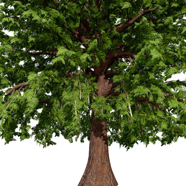 Moroccan Quercus canariensis (Algerian Oak) first veriation Z45