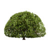 Moroccan Quercus canariensis (Algerian Oak) second veriation