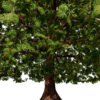 Moroccan Quercus canariensis (Algerian Oak) second veriation 2 Z45