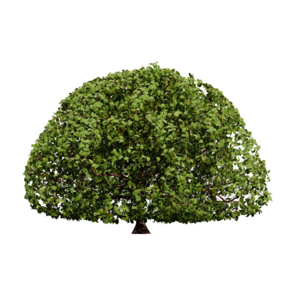 Moroccan Quercus canariensis (Algerian Oak) second veriation