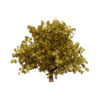 Moroccan Quercus canariensis (Algerian Oak) third veriation