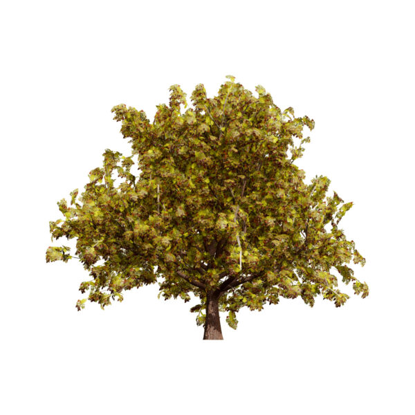 Moroccan Quercus canariensis (Algerian Oak) third veriation