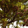 Moroccan Quercus canariensis (Algerian Oak) third veriation Z45