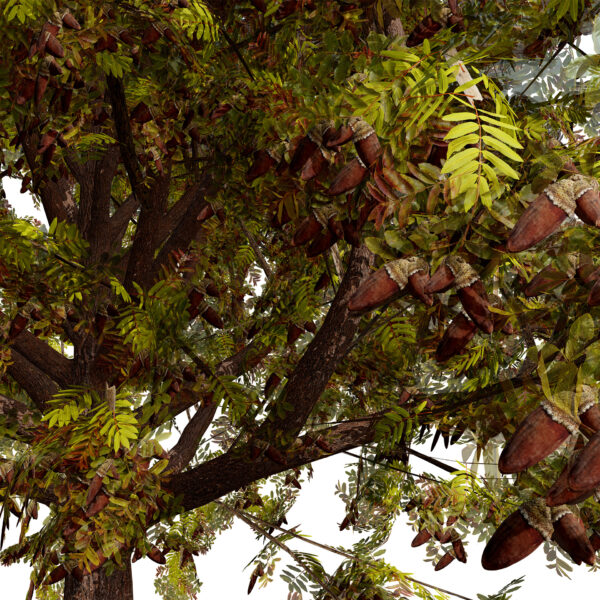 Moroccan Quercus canariensis (Algerian Oak) third veriation Z45