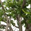 THE BARBARY THUJA z54