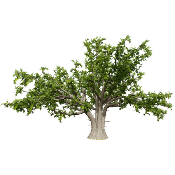 THE BARBARY THUJA z56