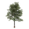 THE EUCALYPTUS tree z5641