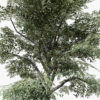 THE EUCALYPTUS tree z8964