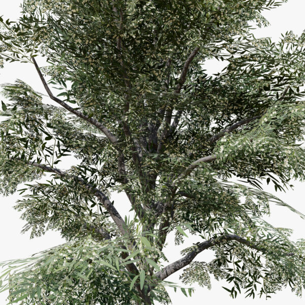 THE EUCALYPTUS tree z8964