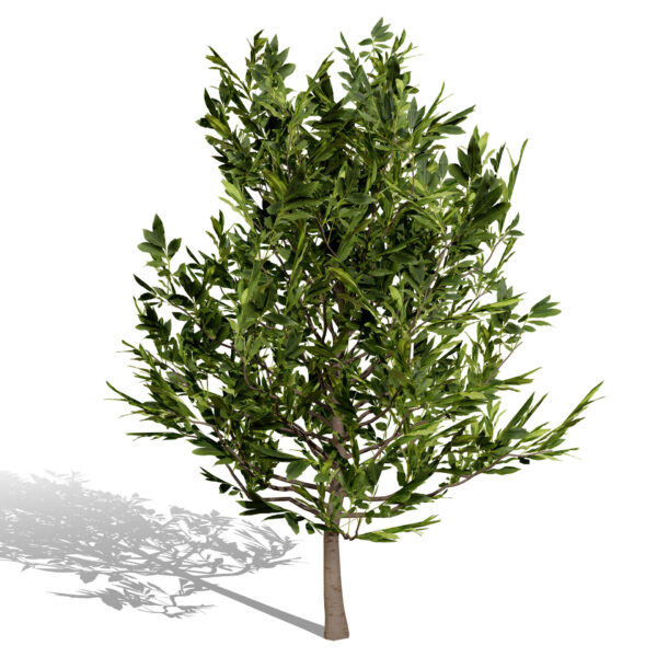 moroccan Laurus nobilis