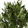 moroccan Laurus nobilis z56489