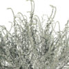 moroccan artemisia herba-alba z56