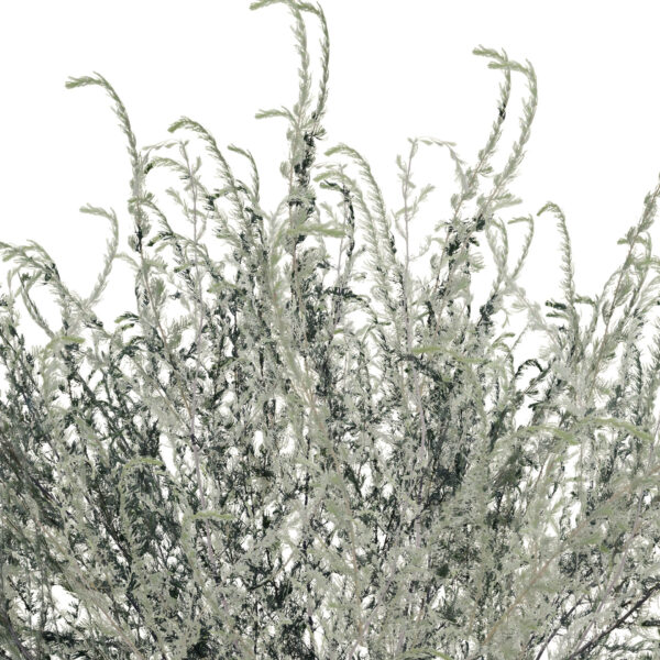moroccan artemisia herba-alba z56