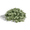 moroccan artemisia plants