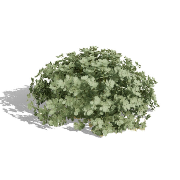 moroccan artemisia plants