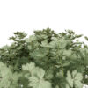 moroccan artemisia plants z54 s