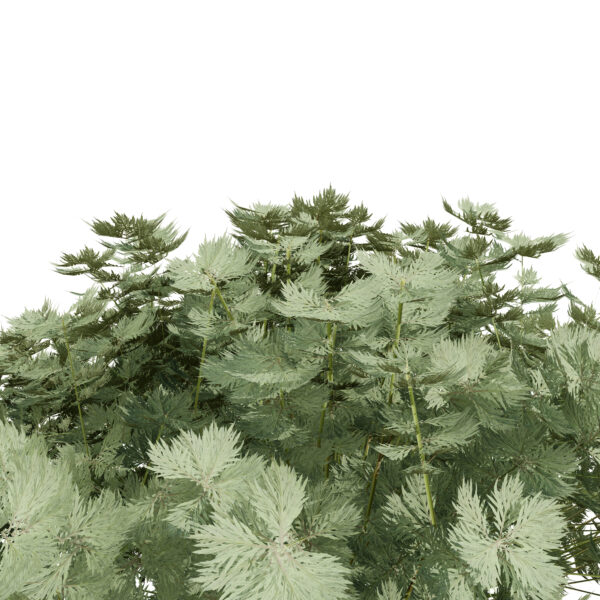 moroccan artemisia plants z54 s