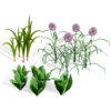 Arabian Wild Leek 3D Model
