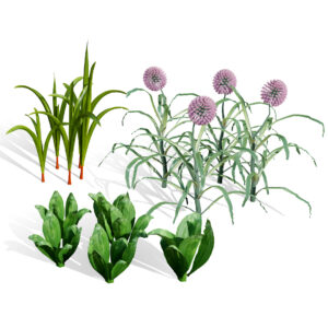 Arabian Wild Leek 3D Model Arabian Wild Leek 3D Model