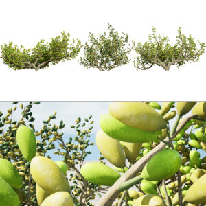 Arabian Peninsula Zygophyllum Mandavillei