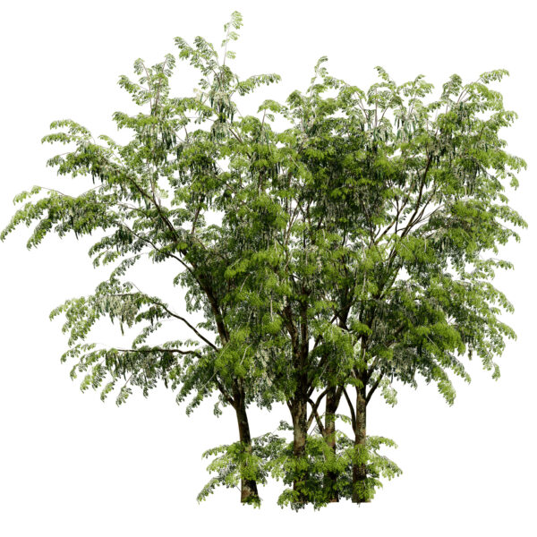 01Arabian Leban Tree Wild Drumstick Tree first variation