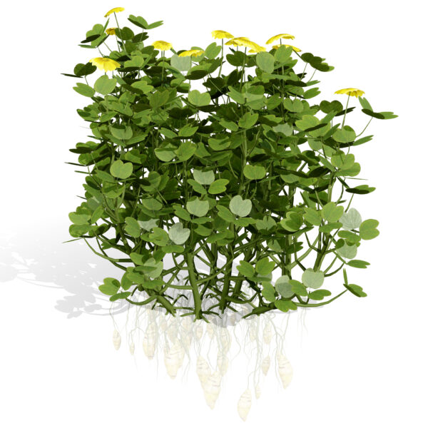 03 - Flowering Oca vegetable s