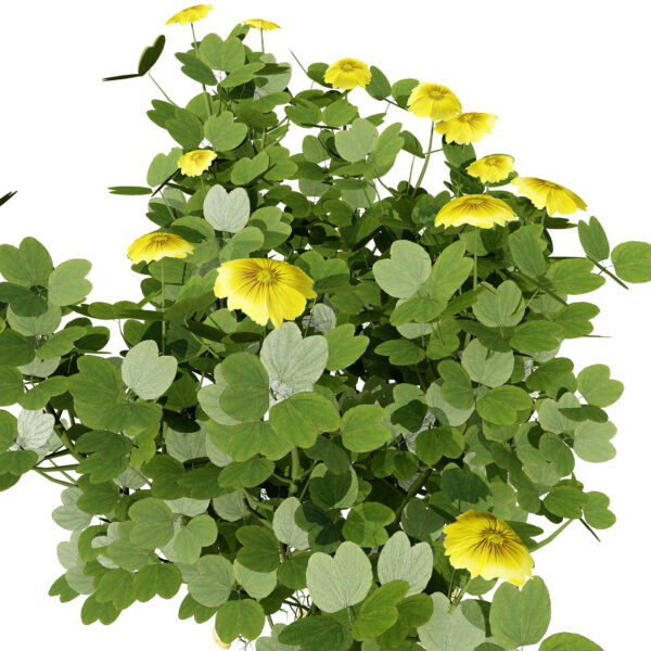 03 - Flowering Oca vegetable z23