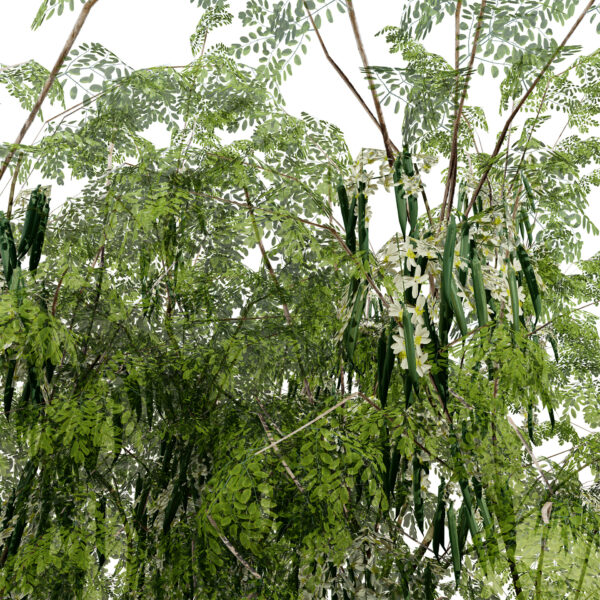 Arabian Leban Tree Wild Drumstick Tree first variation z1