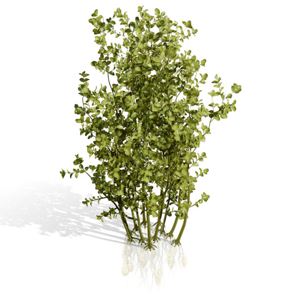 Oca vegetable plan s2