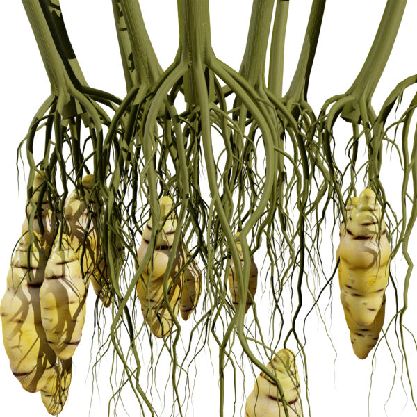 Oca vegetable plan z1245