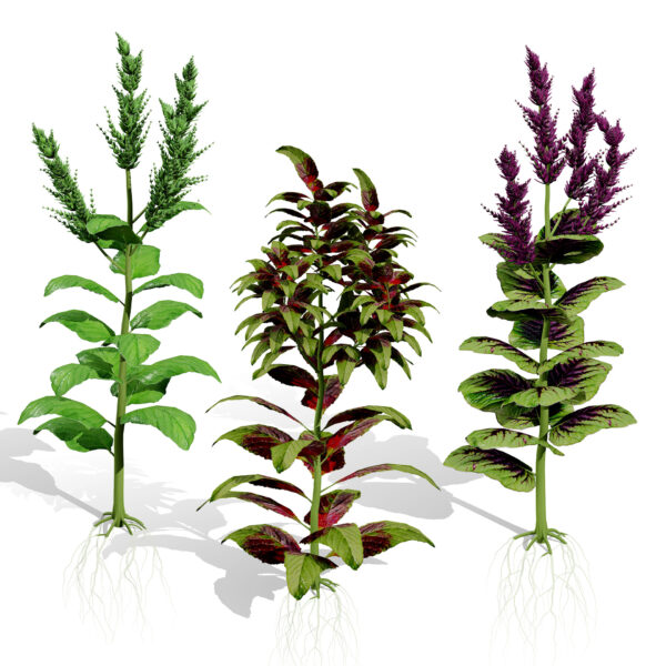 Arabian Amaranthus Spinosus Collection