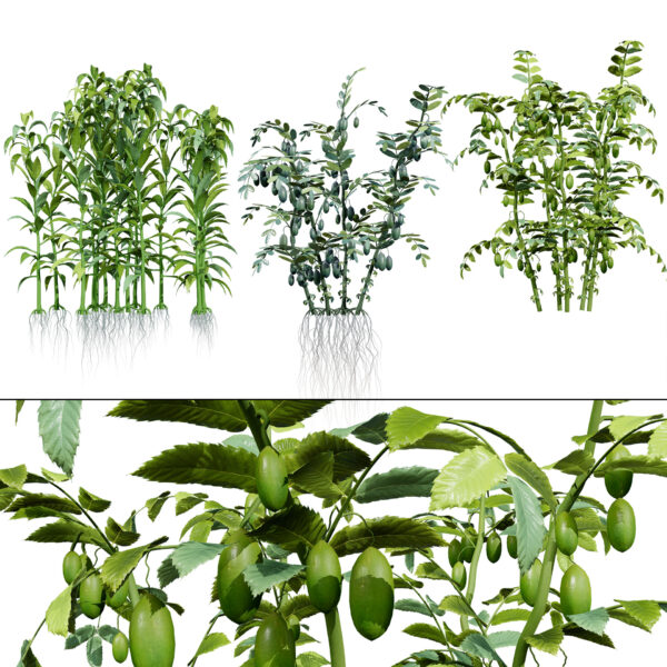Arabian Agricultural Crops Collection Arabian Agricultural Crops Collection